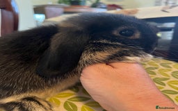 Mini Lop rabbits for sale: Two Mini Lop with Plush Baby Boys - Image 16