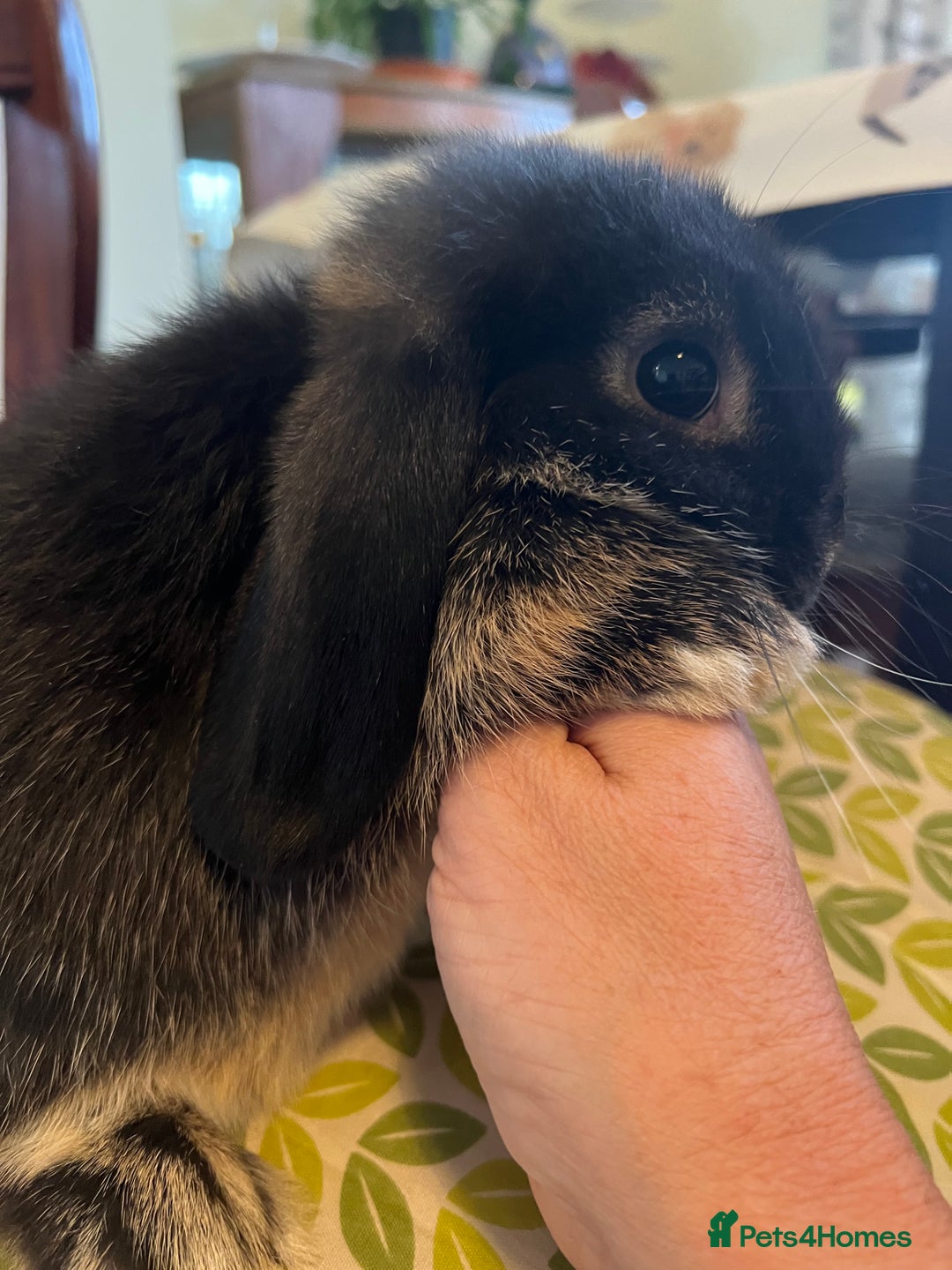 Mini Lop rabbits for sale: Two Mini Lop with Plush Baby Boys - Image 16
