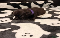 Mixed Breed dogs for sale: 6 beautiful French bulldog x Patterdale pups - Image 7