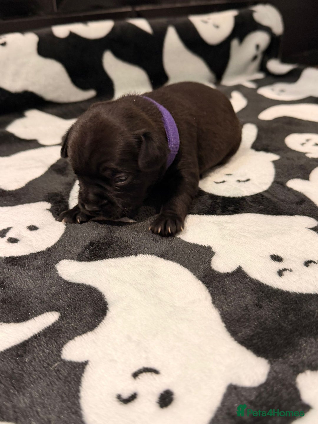 Mixed Breed dogs for sale: 6 beautiful French bulldog x Patterdale pups - Image 7
