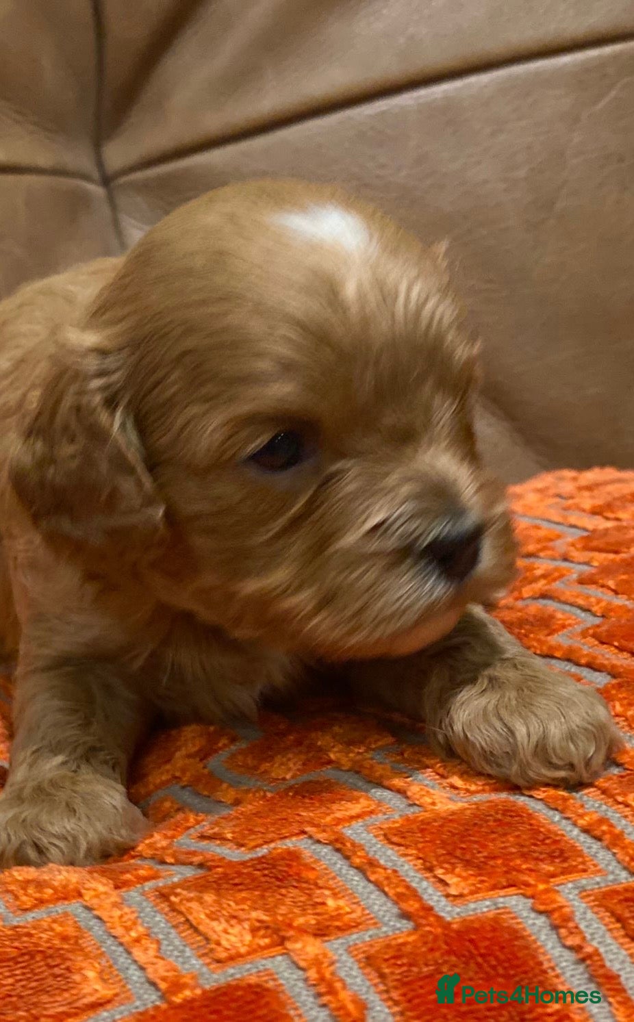 Cavapoo dogs F1 cavapoo  1 boy 1 girl available  - Advert 5