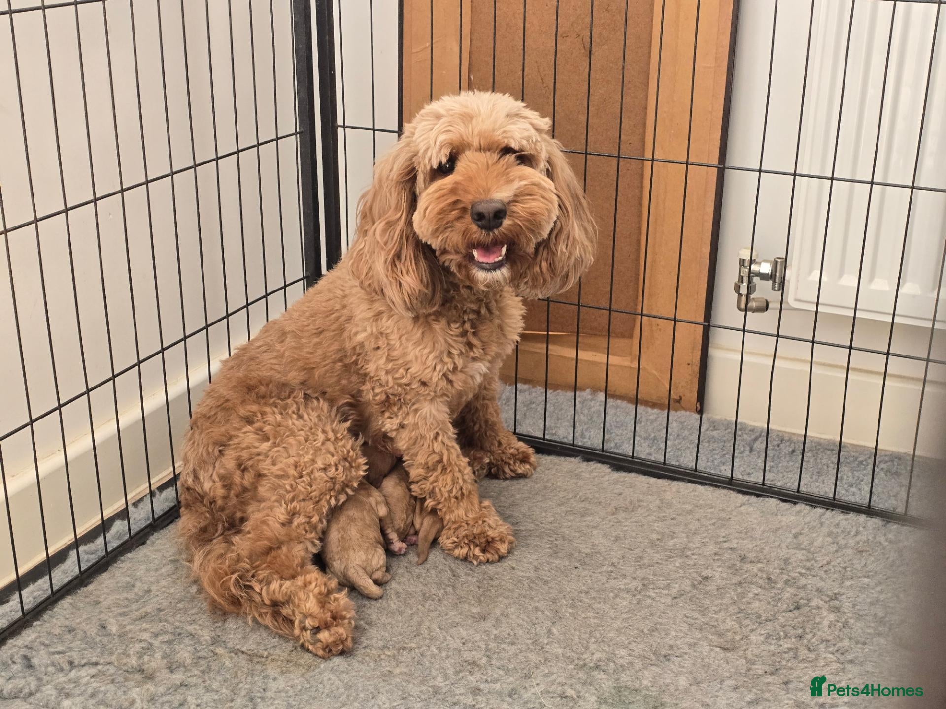 Cockapoo dogs Gorgeous Cockapoo Puppies  - Advert 1