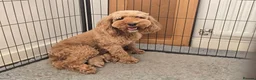 Cockapoo dogs for sale: Gorgeous Cockapoo Puppies  - Advert 1
