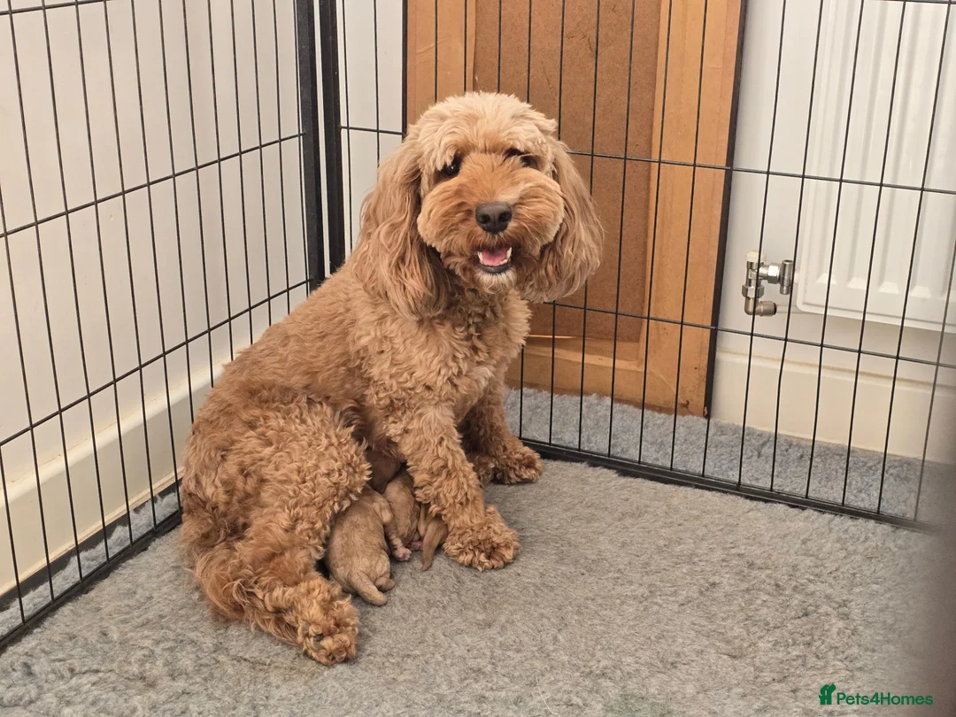 Cockapoo dogs for sale: Gorgeous Cockapoo Puppies  - Advert 1