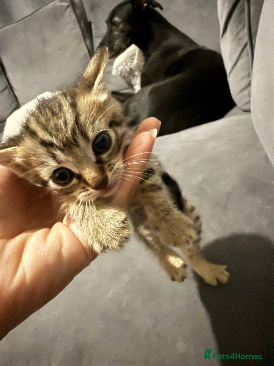 British Shorthair cats for sale: Kittens for sale - Image 9