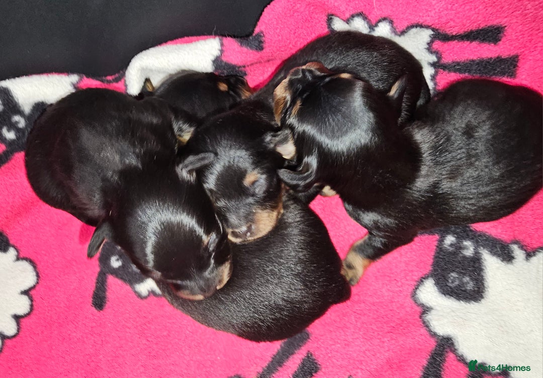 Russian Toy Terrier dogs for sale: Russian toy puppies  - Advert 5