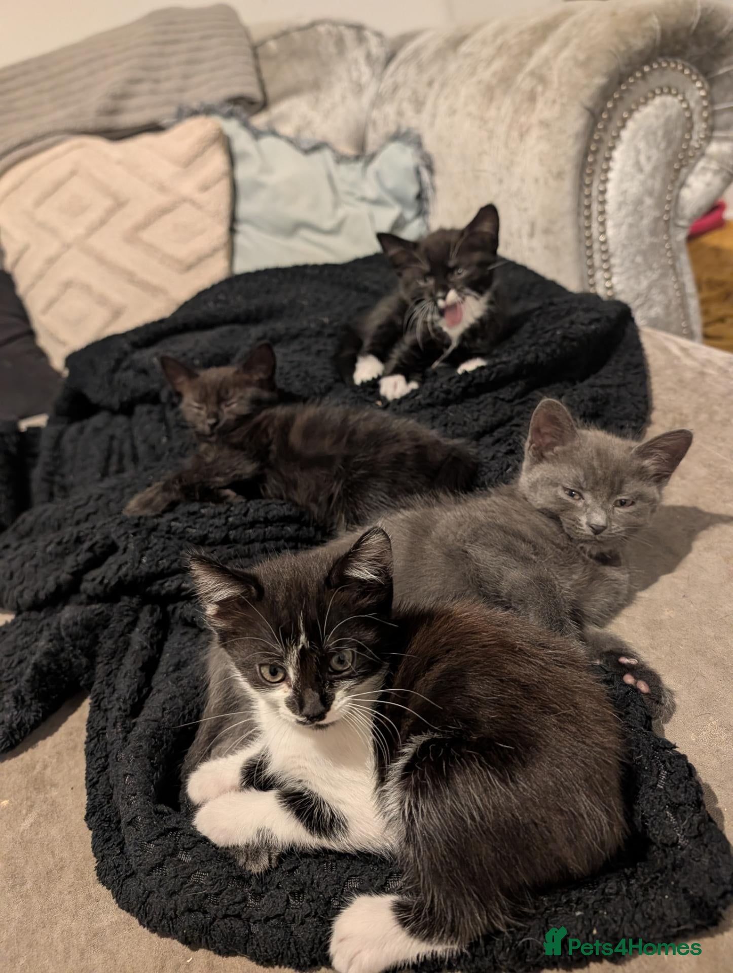 Mixed Breed cats Female black & white kitten - Advert 1