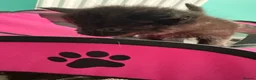 Mixed Breed cats for sale: 2 female and 2 male kittens  - Advert 7