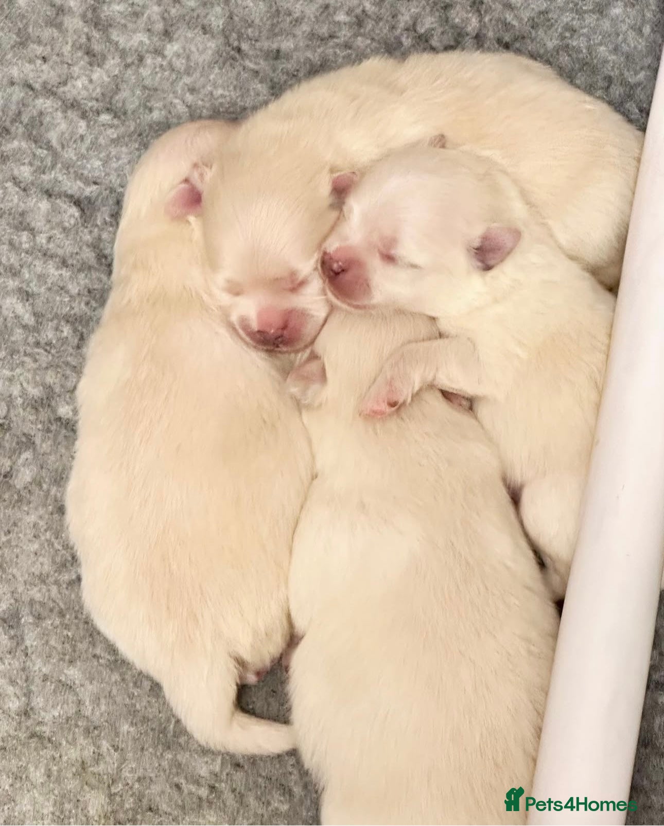 Pomeranian dogs Champion blood line teddy bear Pomeranian pups  - Advert 15