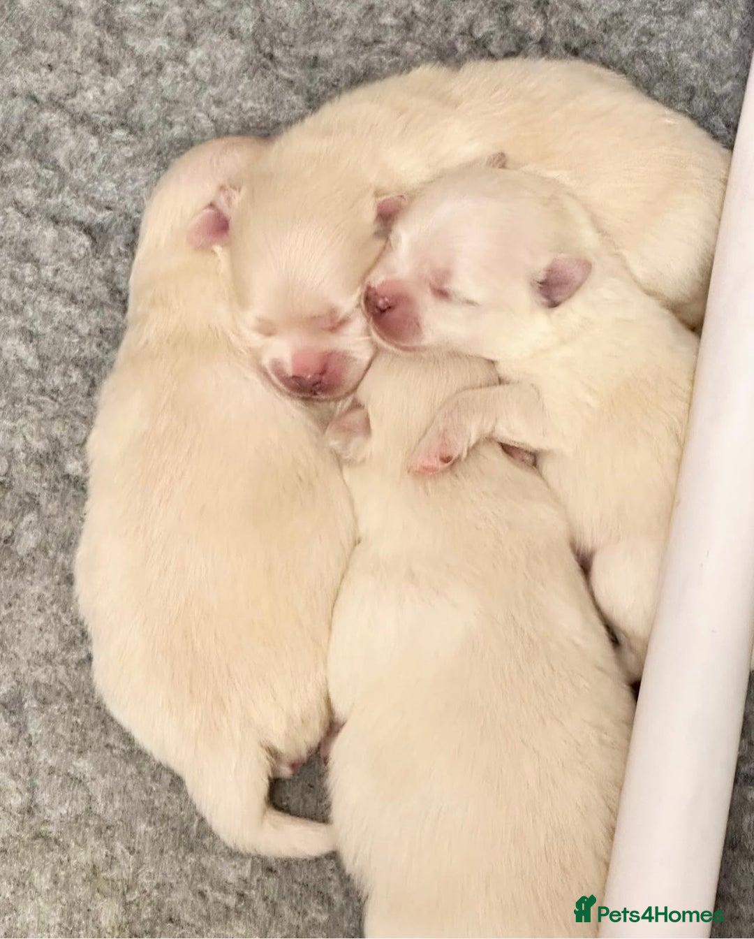 Pomeranian dogs for sale: Champion blood line teddy bear Pomeranian pups  - Advert 1