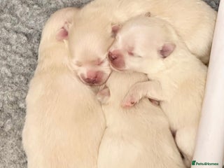 Pomeranian dogs Champion blood line teddy bear Pomeranian pups - Advert 17