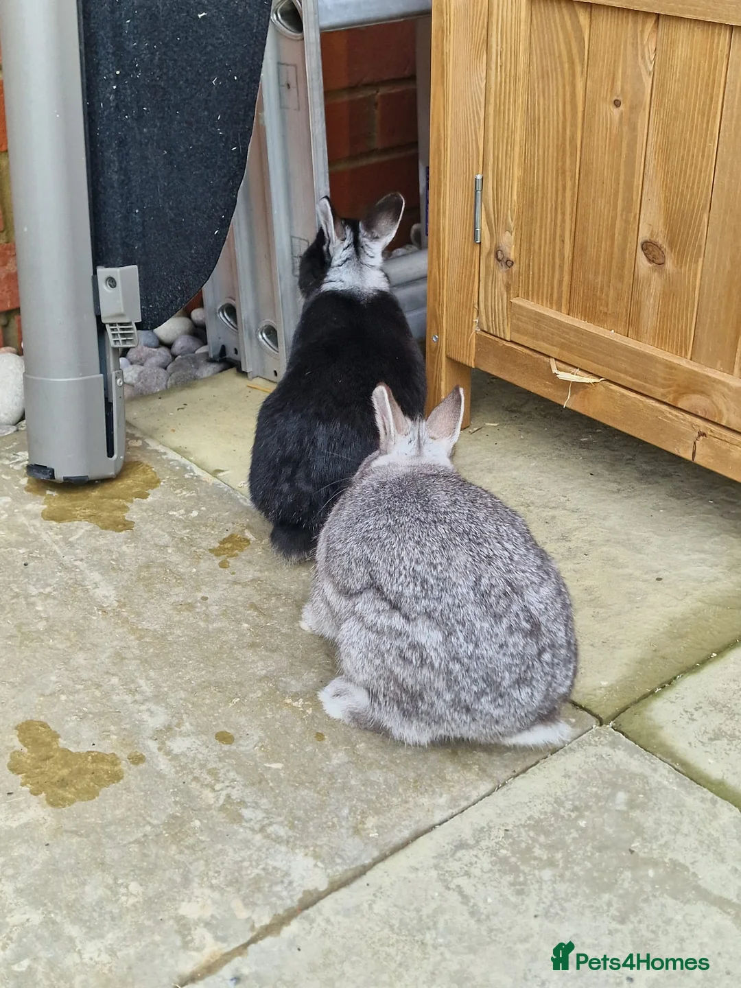 Netherland Dwarf rabbits for sale: 2 female Netherlands dwarf rabbits with hutch - Advert 5