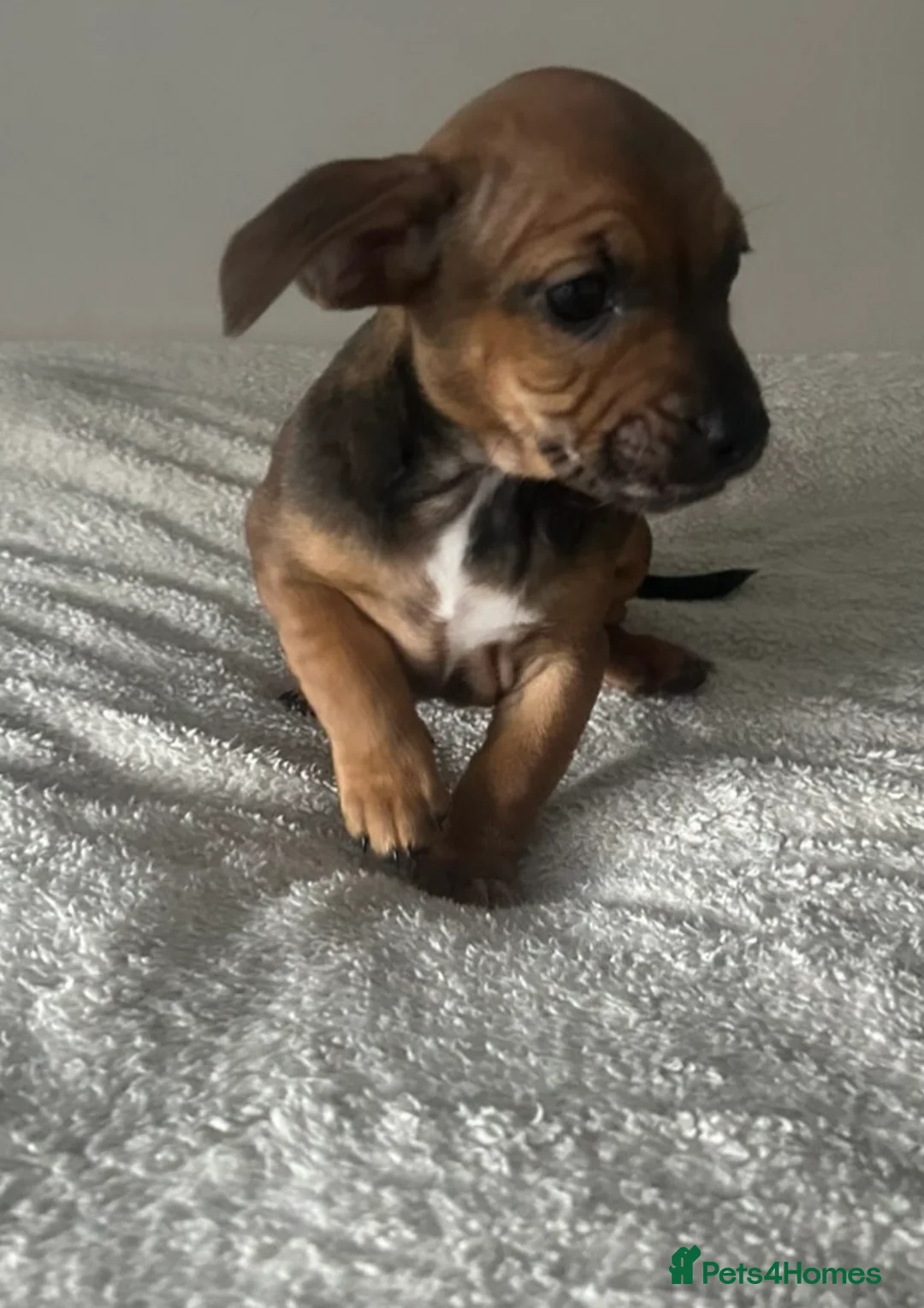Mixed Breed dogs for sale: Frenchie/ dashund  - Advert 4