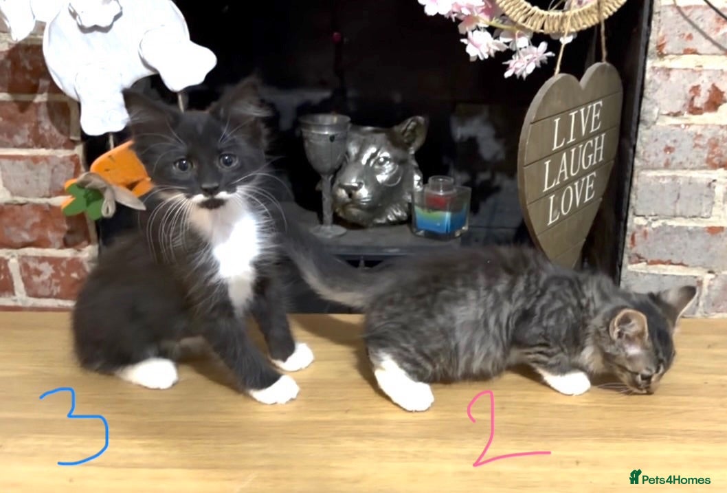 Mixed Breed cats 2 beautiful kittens remaining  - Advert 2