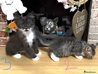 Mixed Breed cats 2 beautiful kittens remaining - Advert 1