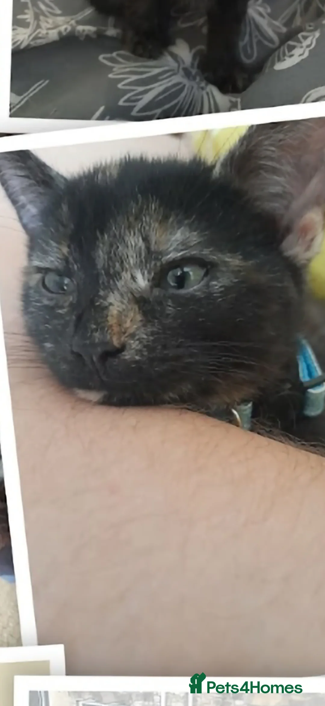 Mixed Breed cats for sale: Beautiful Kittens Mixed breed - Advert 15