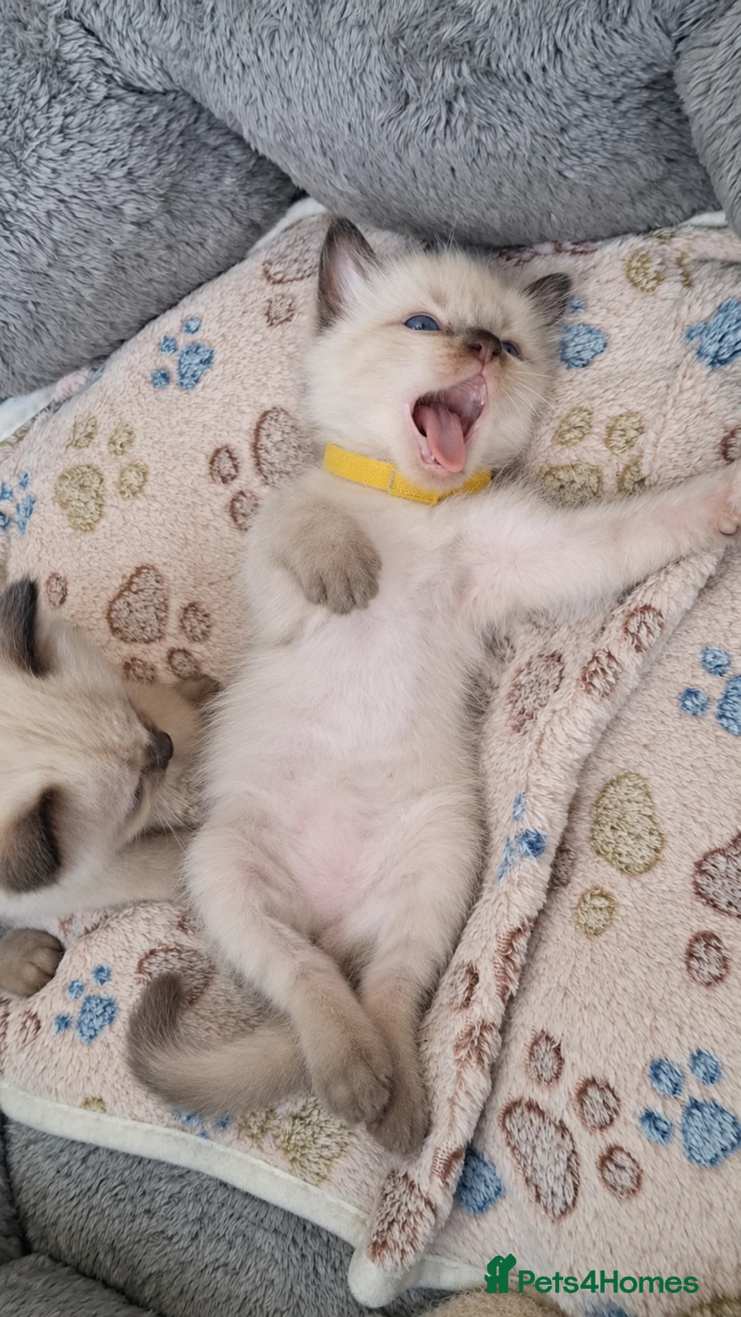 Ragdoll cats for sale: 🌸 Purebred Adorable Ragdoll Kittens 🌸 - Advert 2
