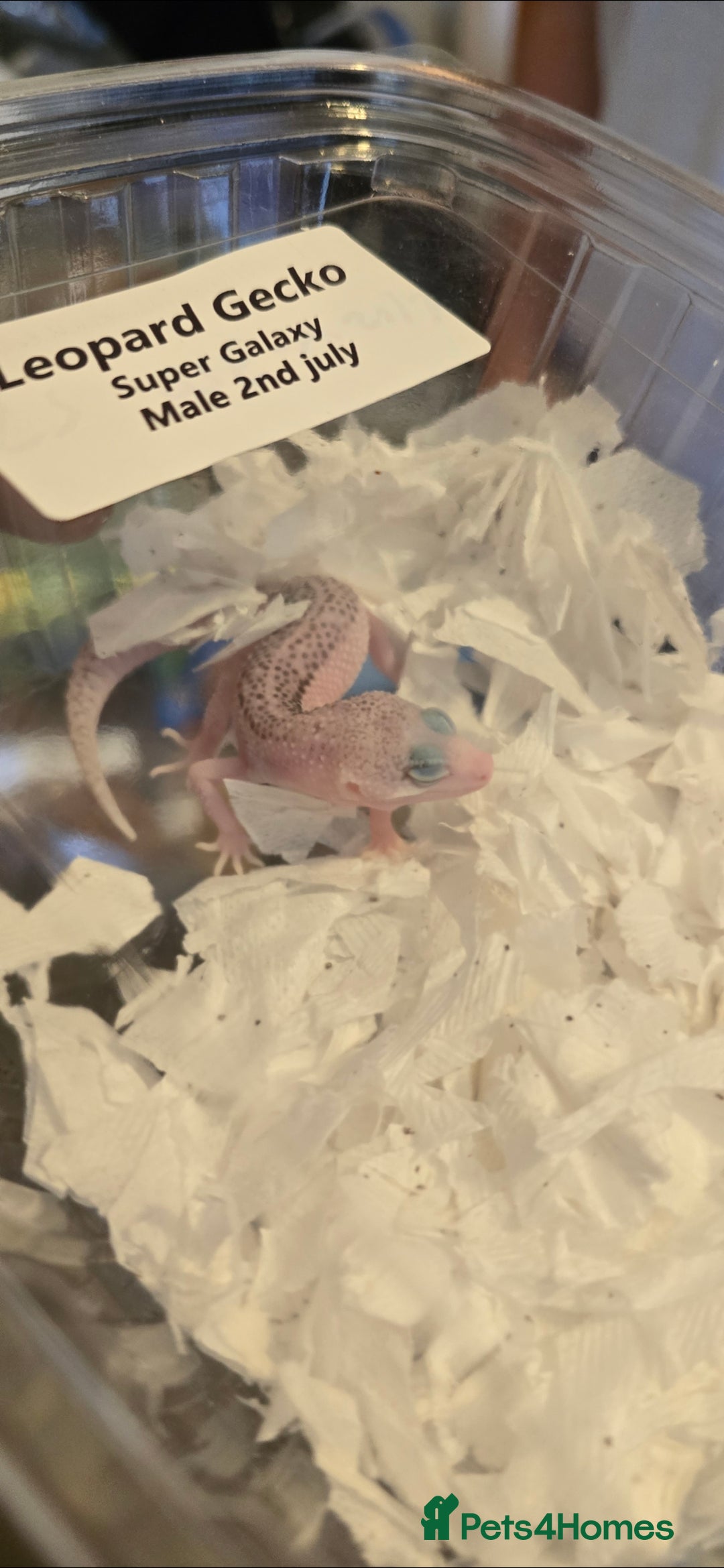 Gecko reptiles for sale: Breeding pair leopard geckos  - Image 5