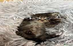 Ragdoll cats for sale: Ragdoll cross Persian kittens - Image 2