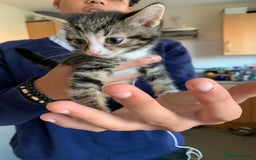 Mixed Breed cats for sale: 3 male 2 female kittens - Image 6