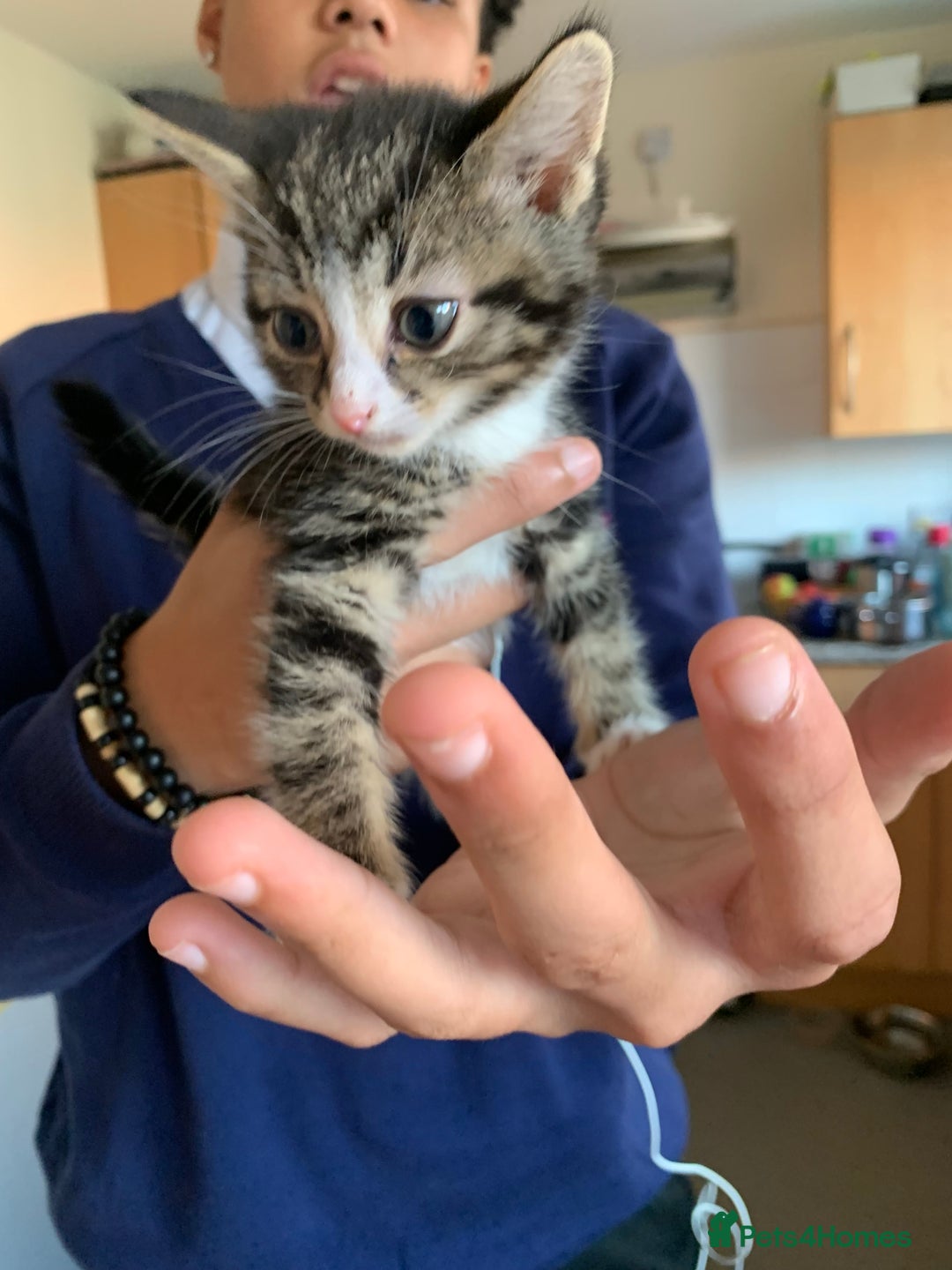 Mixed Breed cats for sale: 3 male 2 female kittens - Image 6