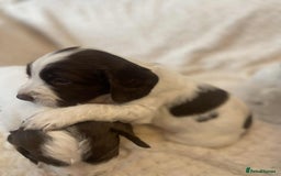 English Springer Spaniel dogs for sale: English springer spaniel  - Image 11