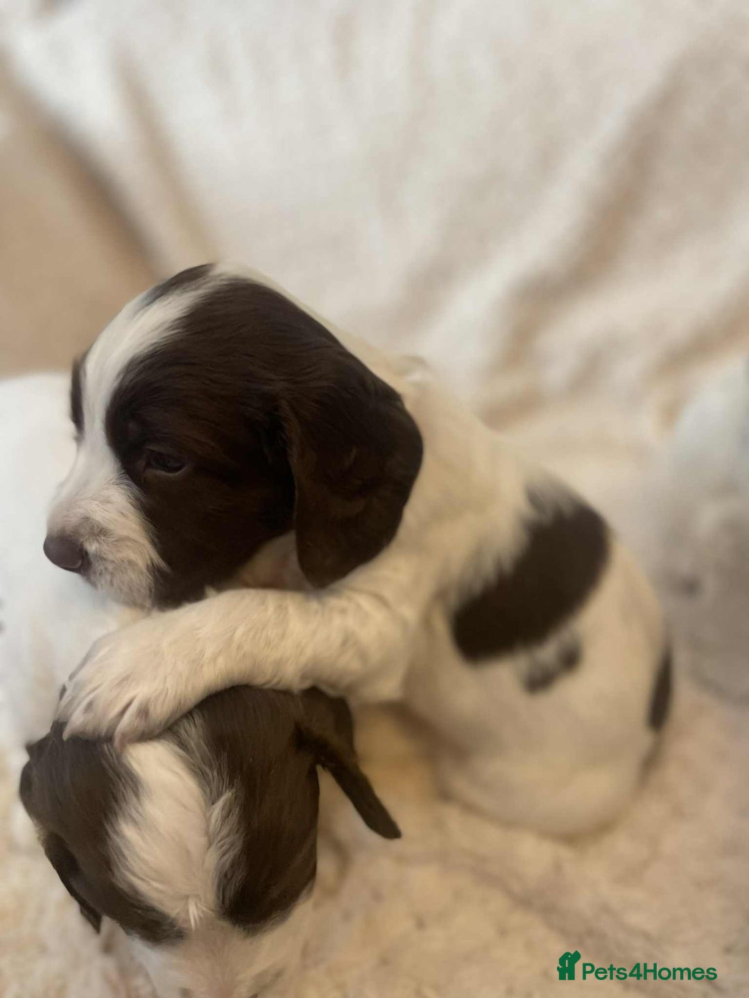 English Springer Spaniel dogs for sale: English springer spaniel  - Image 11