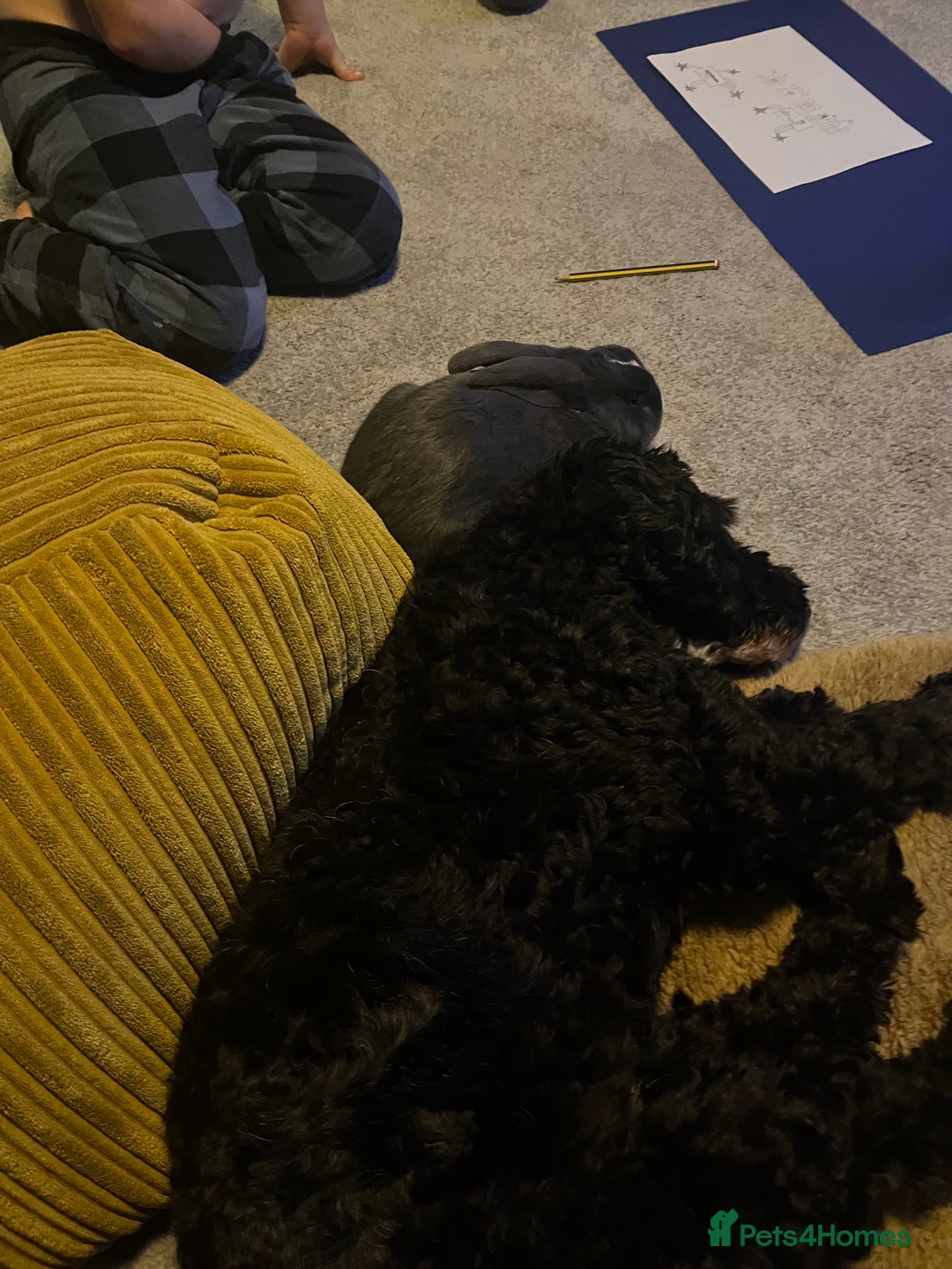 Mixed Breed rabbits for sale: Rabbit for sale  - Advert 2