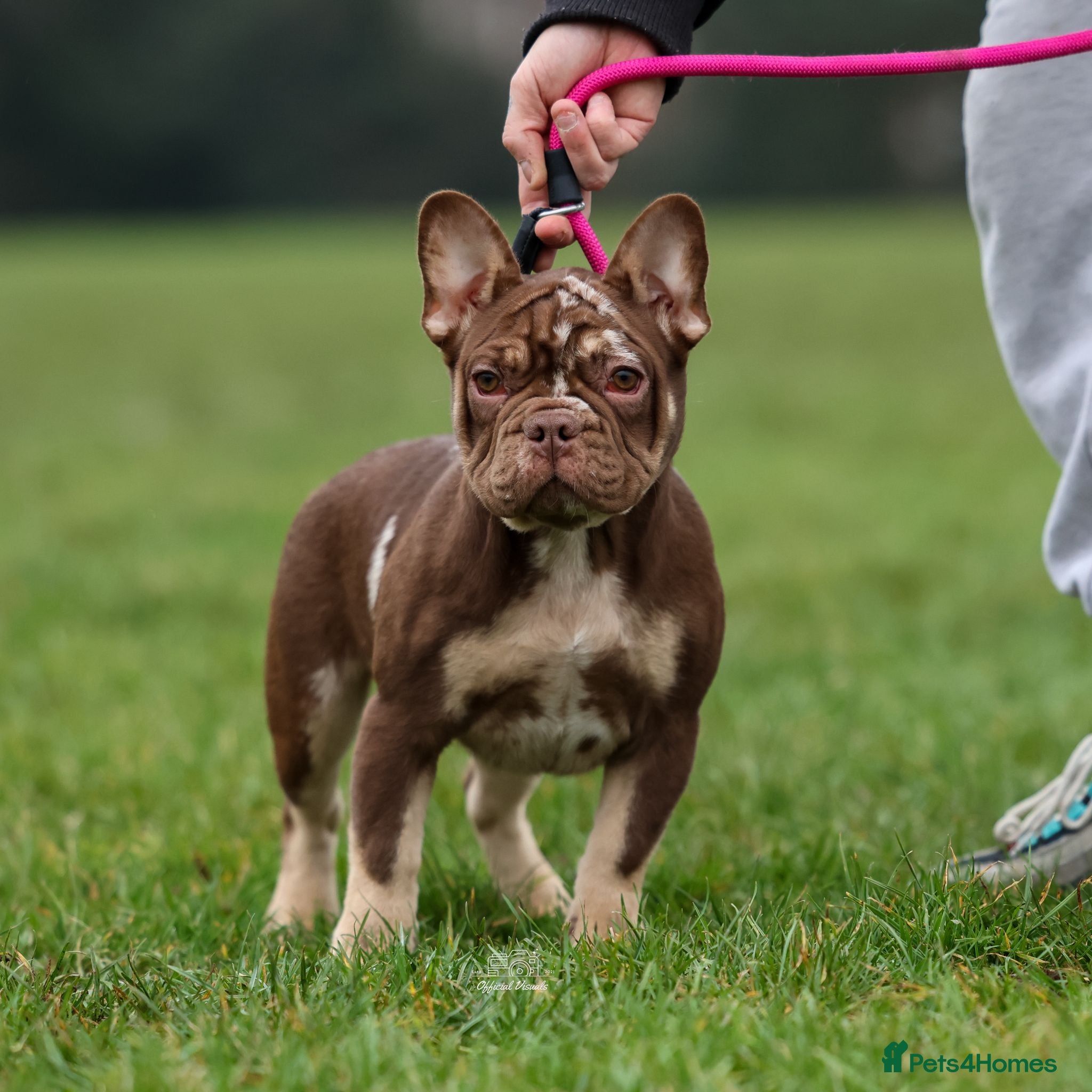 French Bulldog dogs Ready now-  Well bred, beautiful temperament pups - Advert 13
