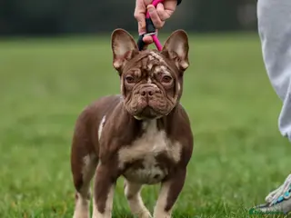 French Bulldog dogs Ready now- Well bred, beautiful temperament pups - Advert 13