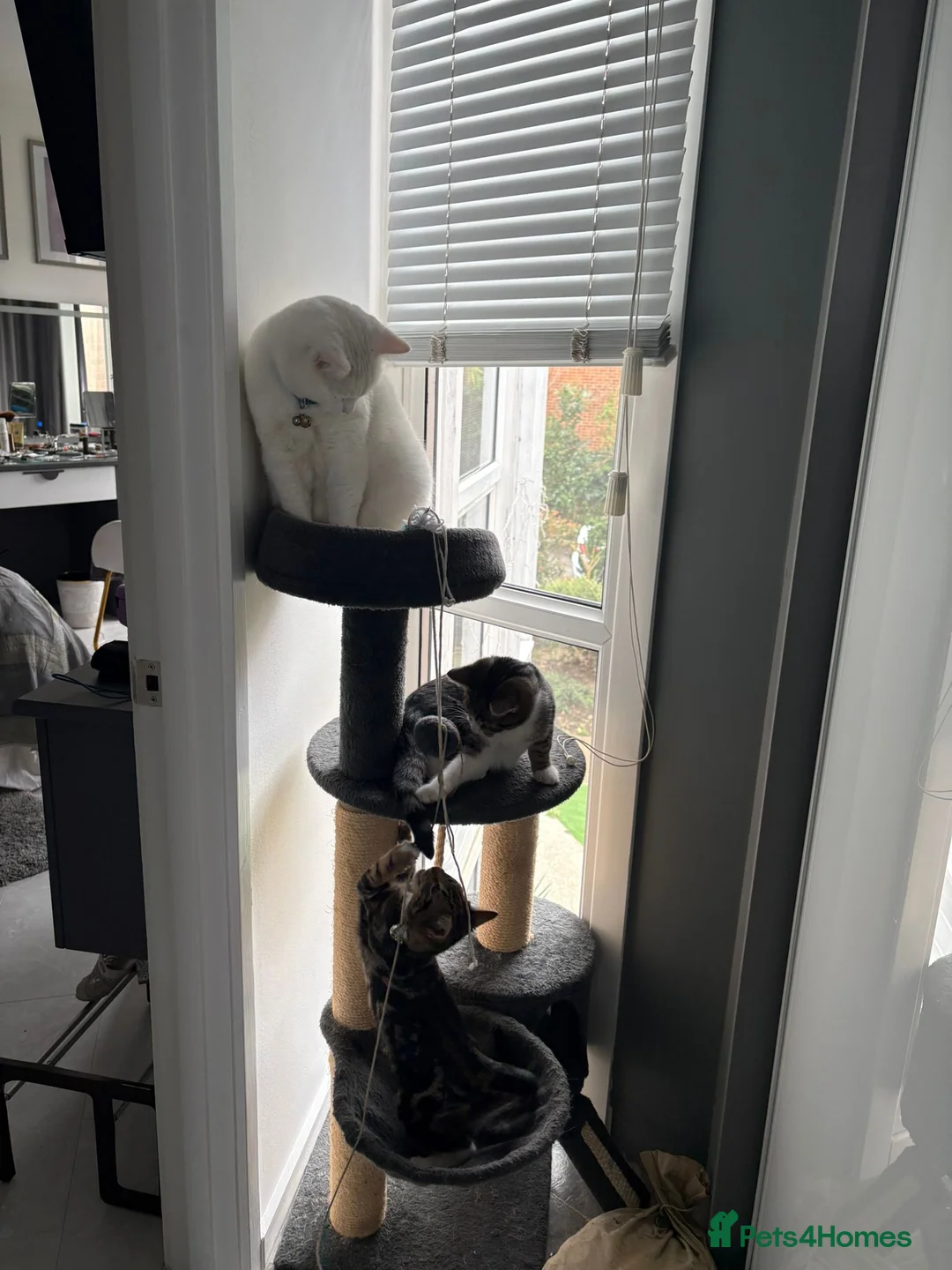 Mixed Breed cats for adoption: Rescue kittens bonded pair male need home 4 mnths in Hook - Advert 2