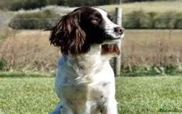 Cocker Spaniel dogs for sale: KC registered cocker spaniels - Image 28