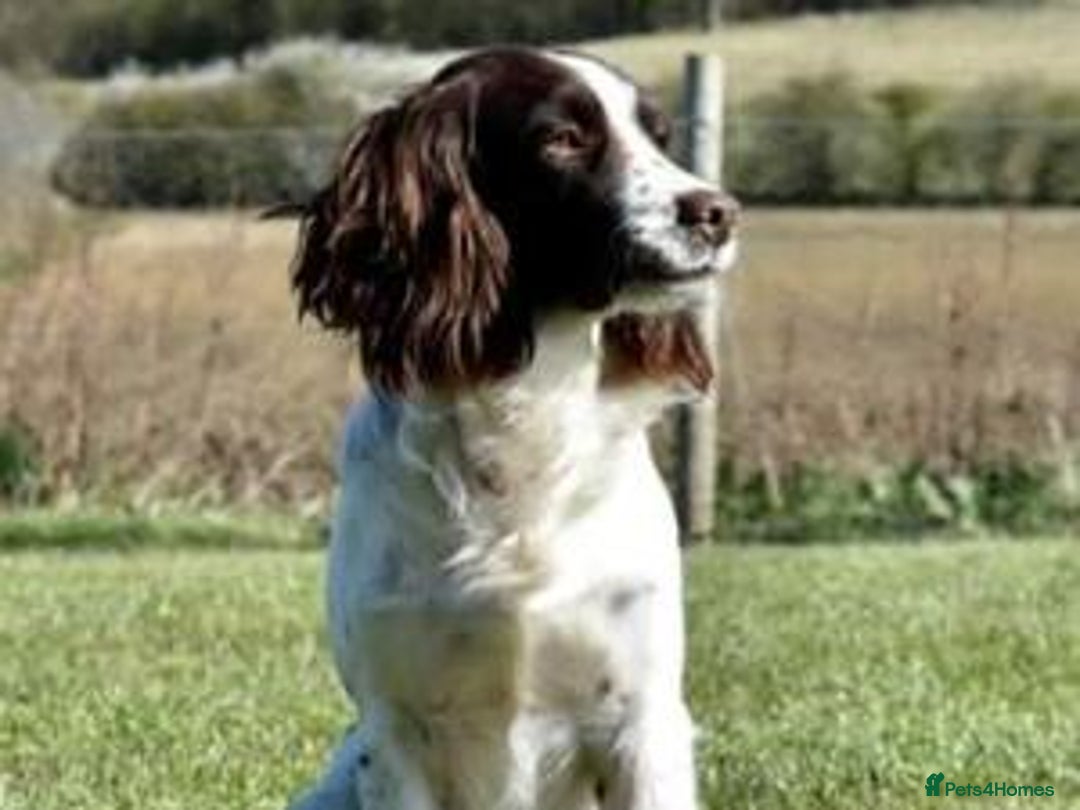Cocker Spaniel dogs for sale: KC registered cocker spaniels - Image 28