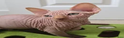 Sphynx cats for sale: 😍✨ LAST ONE! Exceptional Wrinkly Sphynx Boy ✨ in Peterborough - Advert 15
