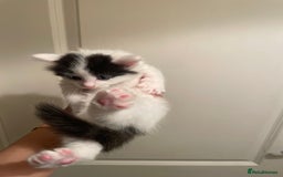 Mixed Breed cats for sale: 5 kittens looking for forever home  - Image 4