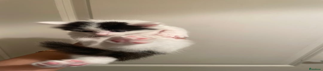 Mixed Breed Kitten 2