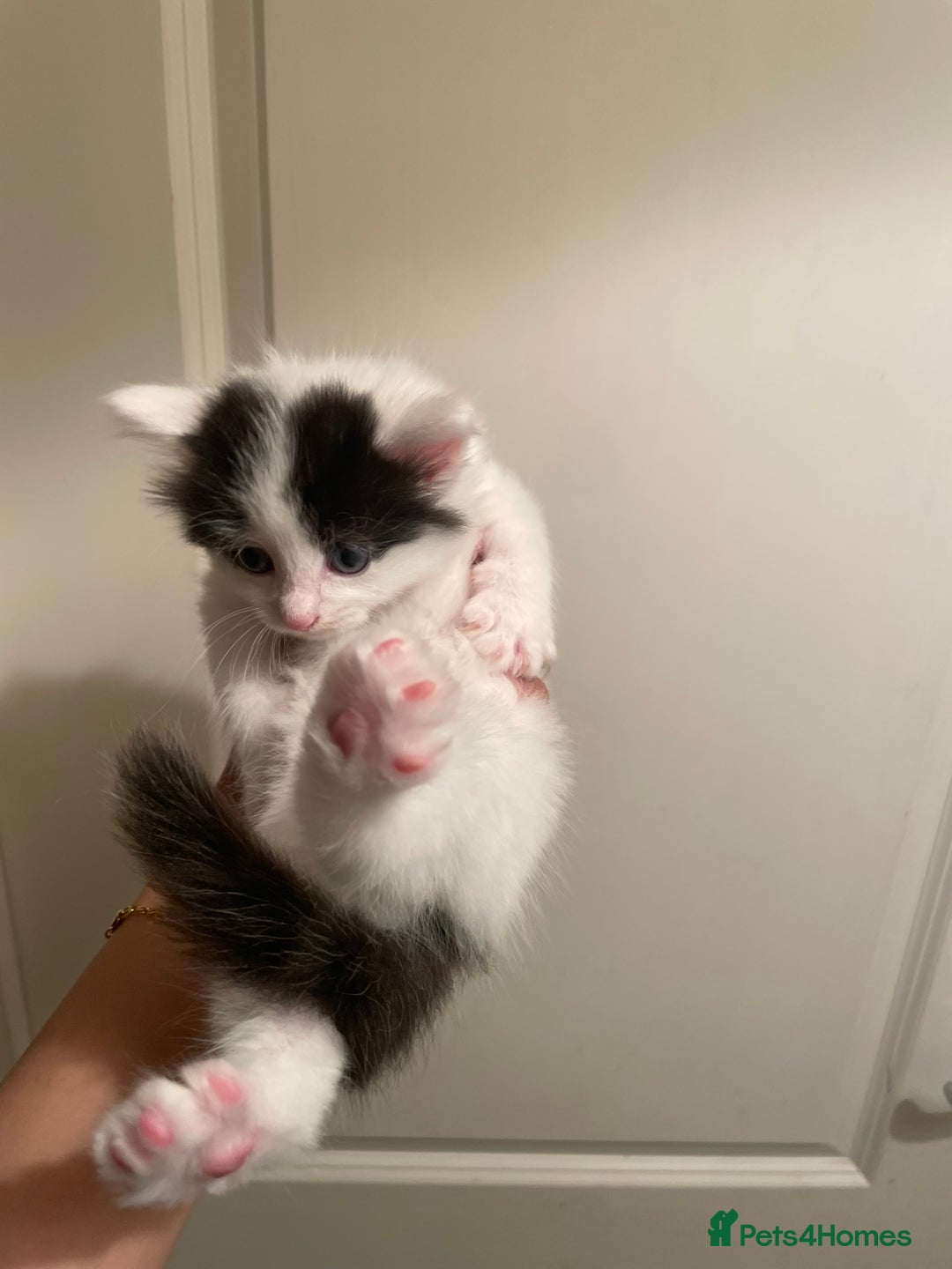 Mixed Breed cats for sale: 5 kittens looking for forever home  - Image 4