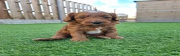 Mini Goldendoodle dogs for sale: LAST BOY Red and white F1b miniature goldendoodle - Advert 1