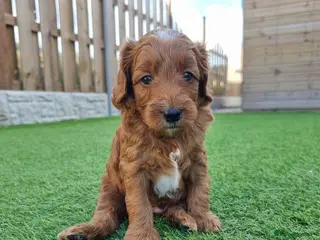 Mini Goldendoodle dogs LAST BOY Red and white F1b miniature goldendoodle - Advert 11
