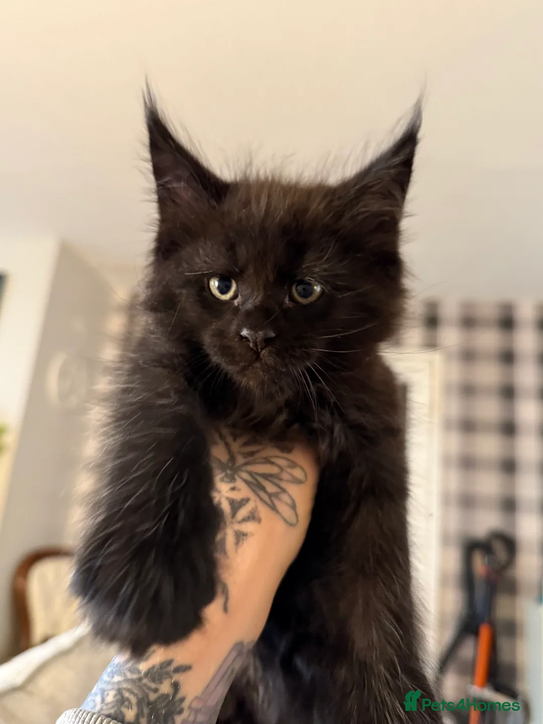 Maine Coon cats for sale: Beautiful Maine Coon Kittens - Advert 16