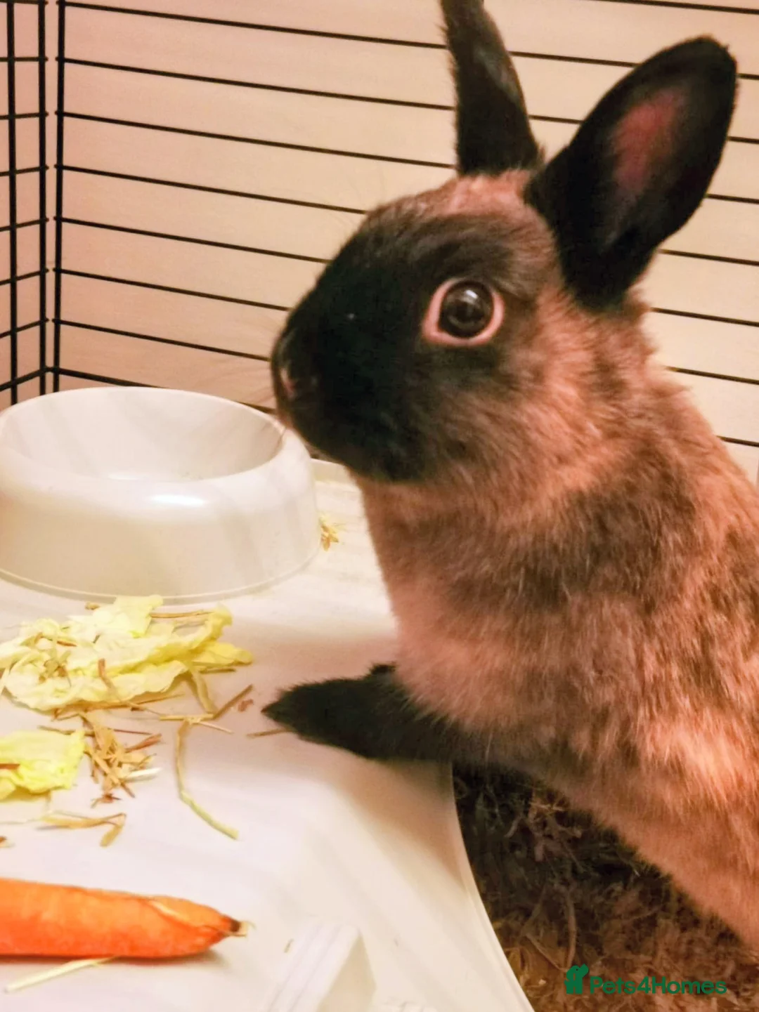 Polish rabbits for sale: 2 female polish dwarf bunnies need rehoming  - Advert 2