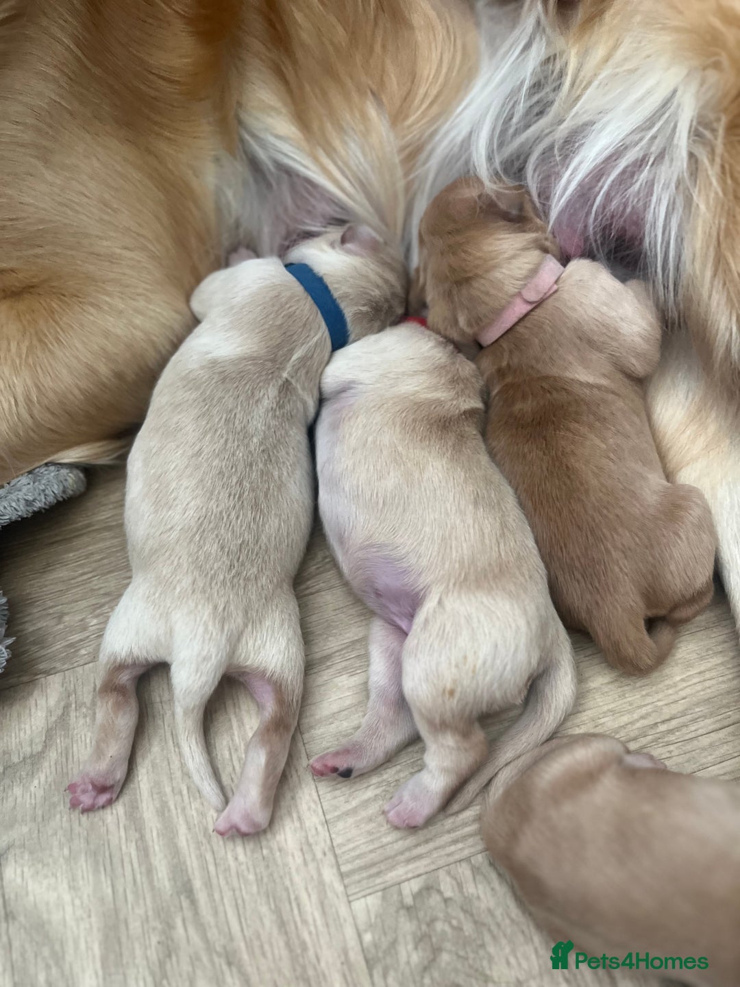 Golden Retriever dogs for sale: Pure bred Golden Retriever puppies - Image 27