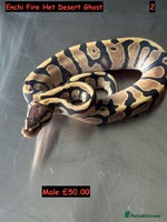 Python Snake reptiles Baby Ball Python's - Advert 3