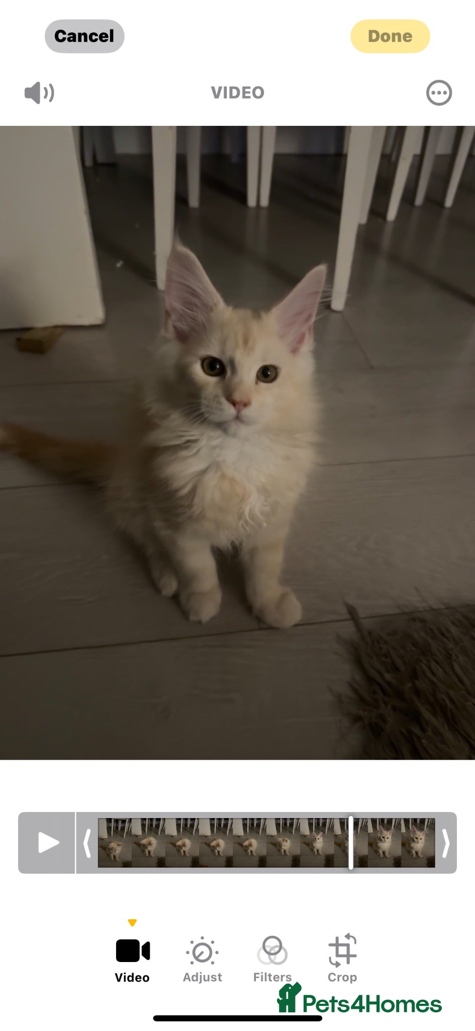 Maine Coon cats Beautiful female cream-smoke maine coon  - Advert 2