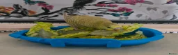 Budgerigars birds for sale: Hand reared, with cage - Advert 2