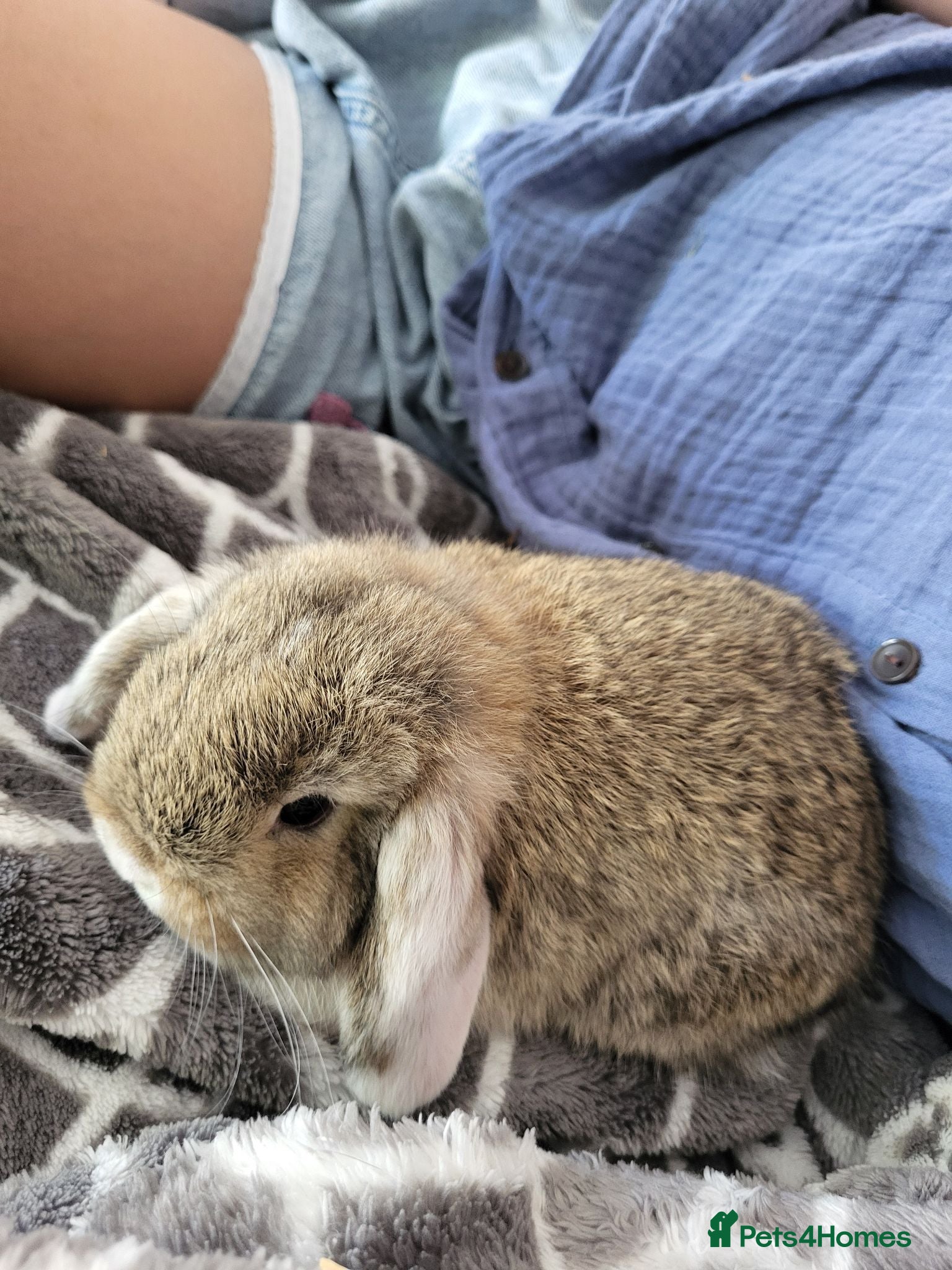 Mini Lop rabbits Mini Lop Bunnies ready for reserve 2 - remaining  - Advert 14