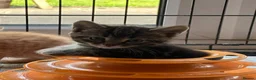 Mixed Breed cats for sale: Stunning kittens ready now - Advert 4