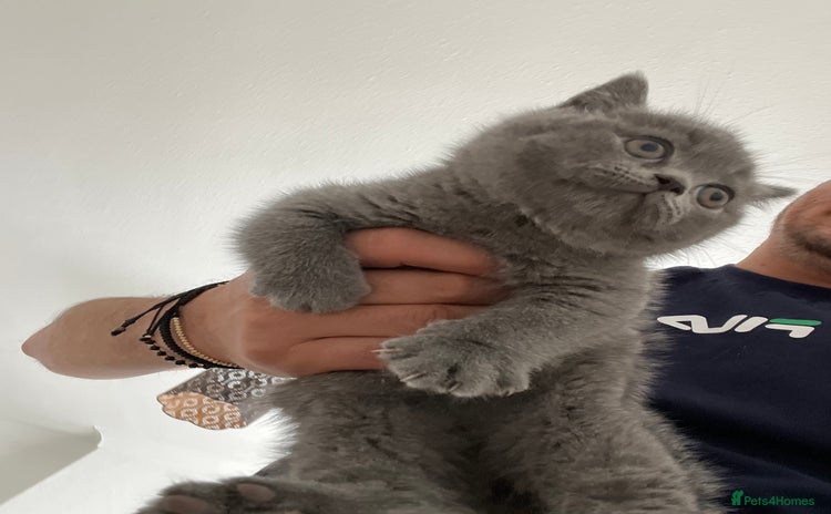 Brazilian Shorthair cats - Advert 2