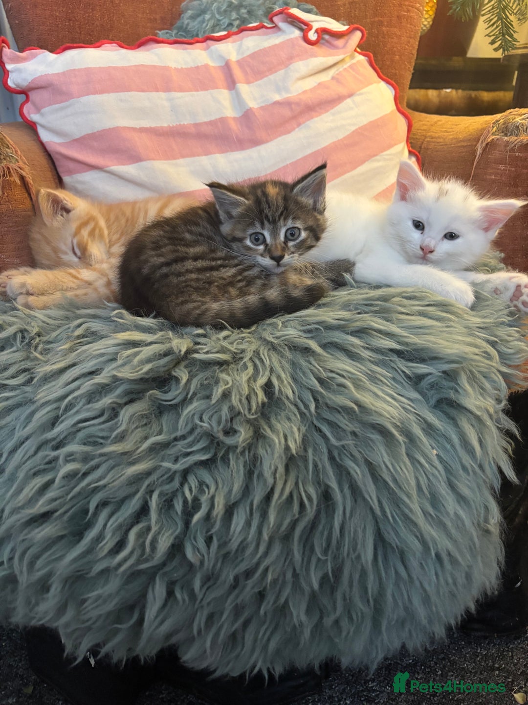 Norwegian Forest Cat cats for sale: Norwegian Forest Cat Kittens  - Advert 15