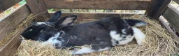 Mixed Breed rabbits for sale: Beautiful little of mixed giants  - Advert 15